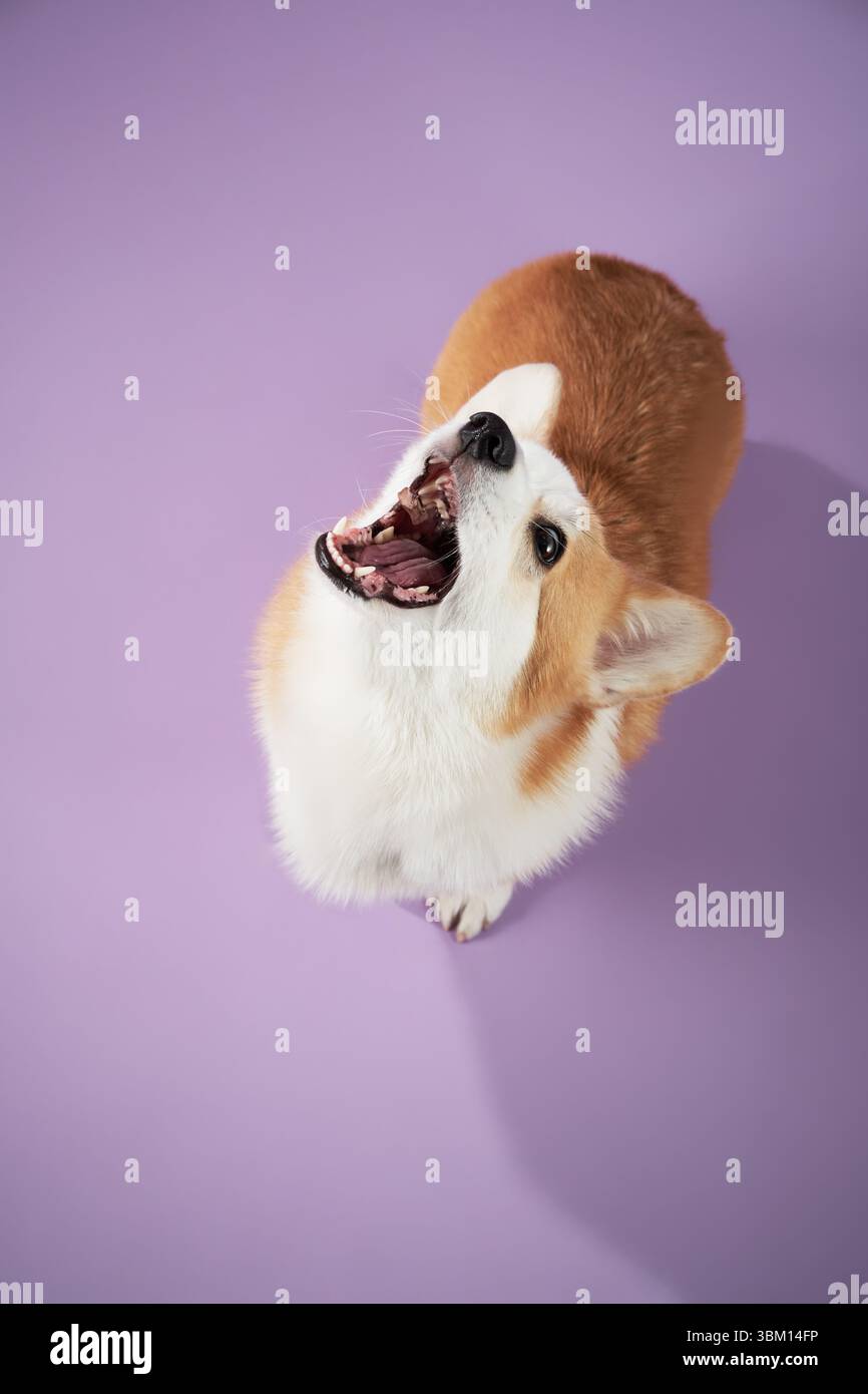 A Corgi looks up joyfully from an above angle against a purple background. The unique perspective highlights the dog playful and friendly nature in a Stock Photo