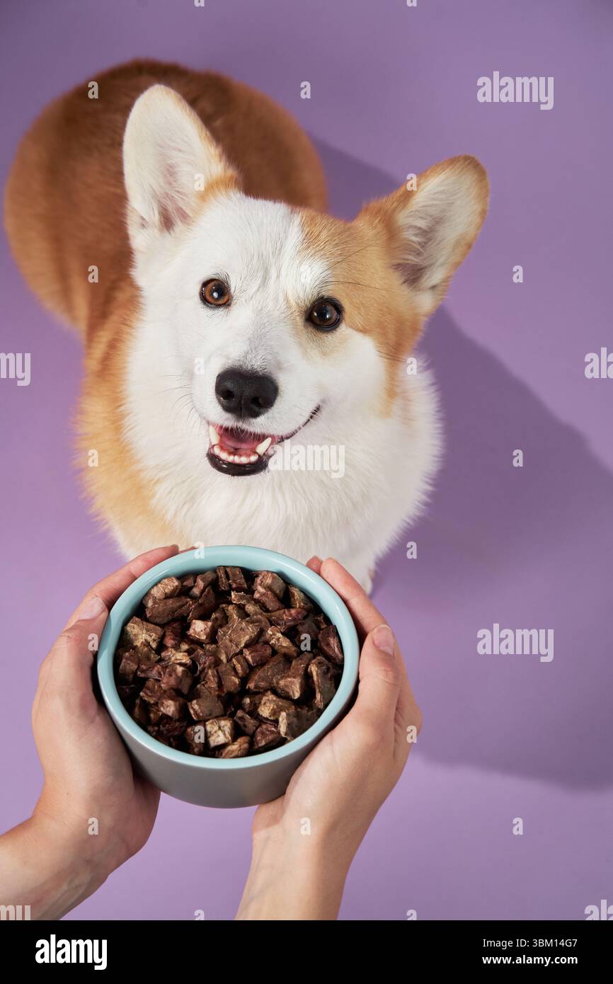 A Corgi dog looks up eagerly at a bowl of dog food held by hands against a purple background Stock Photo