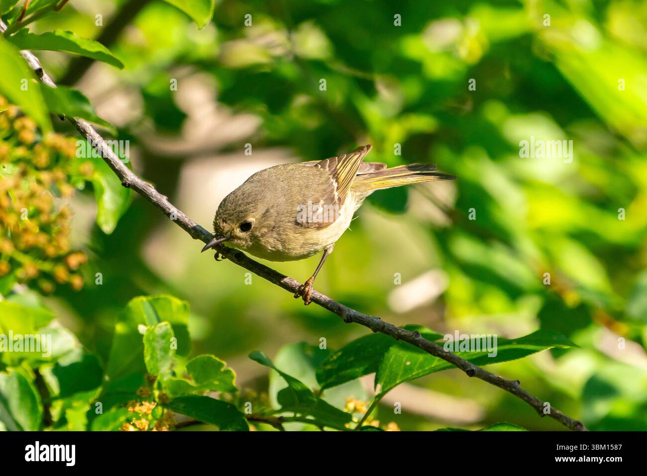 USA, New Mexico, Sandia Mountains. Ruby-crowned kinglet bird on limb. Stock Photo