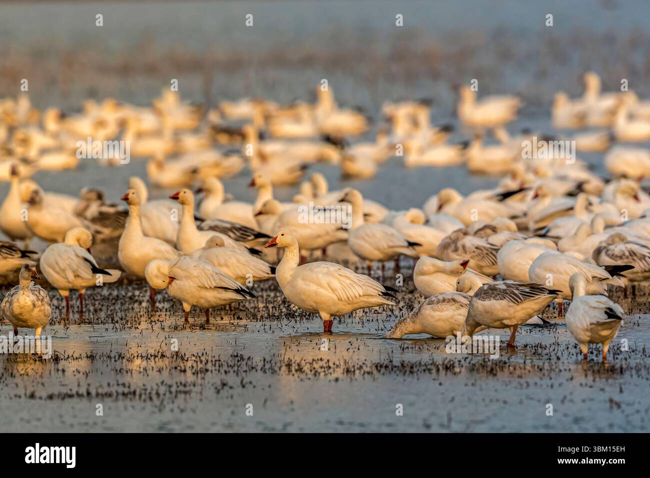 Snow geese loaf and feed in the shallow ponds at Bosque del Apache Stock Photo