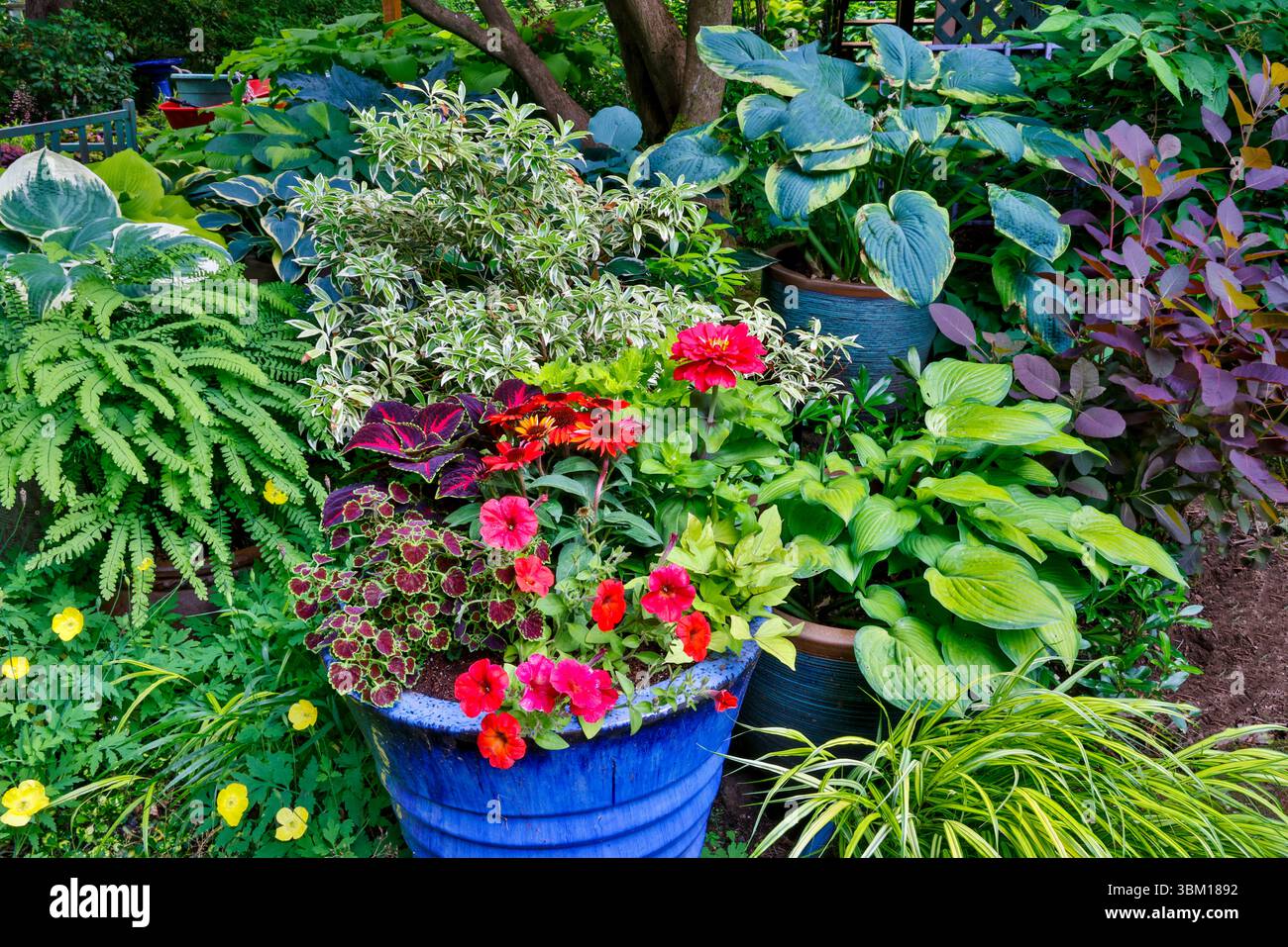 USA, Washington State, Sammamish. Garden with blue flower pot, coleus, petunia, hosta, and maiden hair ferns Stock Photo