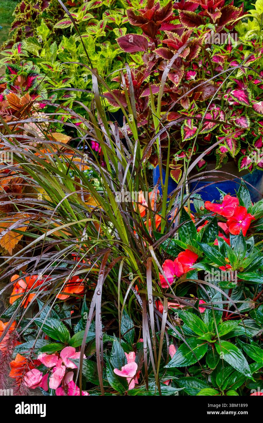 Purple fountain grass hi-res stock photography and images - Alamy