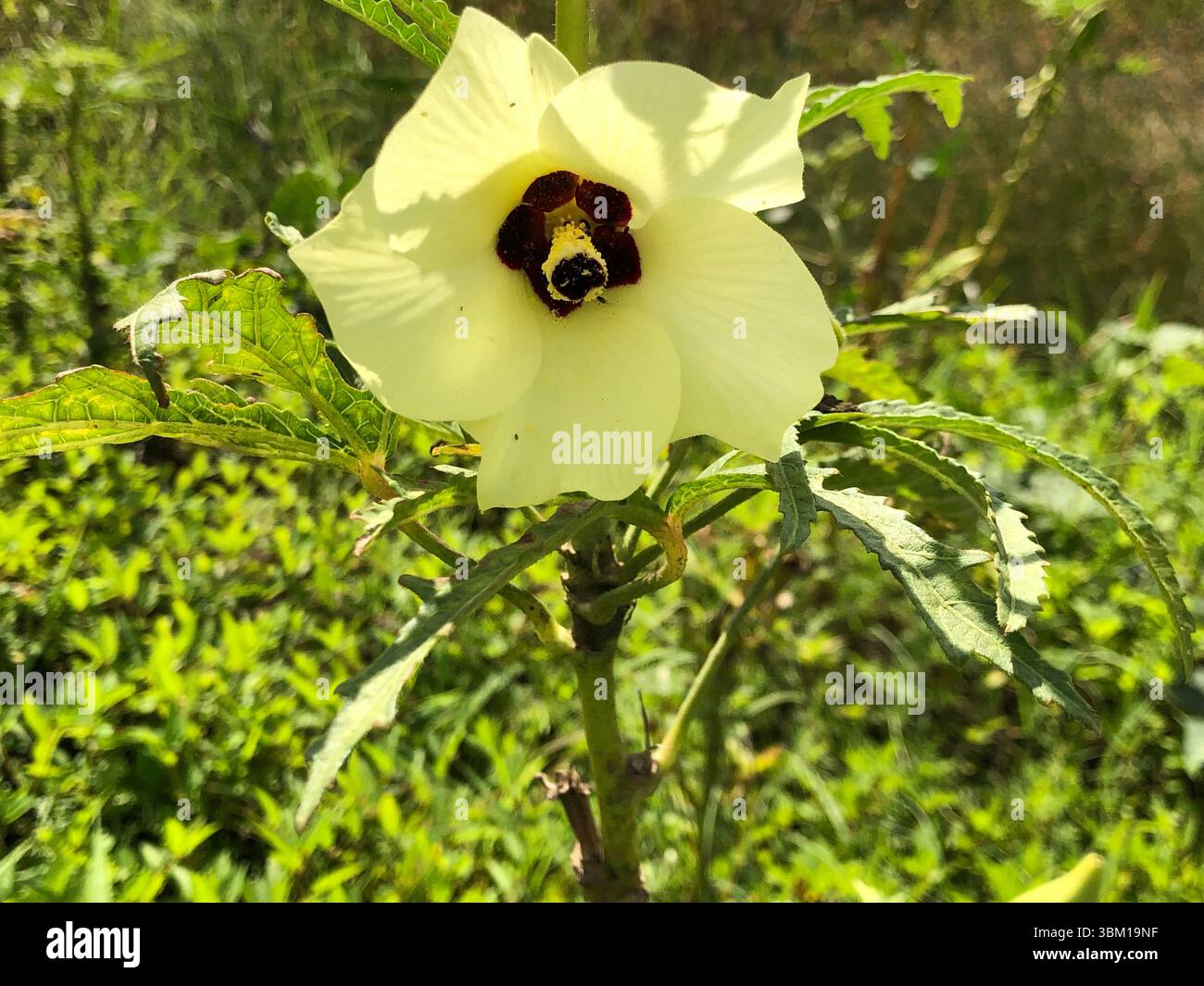 The okra plant is in full bloom, showcasing a uniquely beautiful and delicate flower. Its petals are predominantly white, with a soft greenish hue in - Smartphone Captured Stock Image