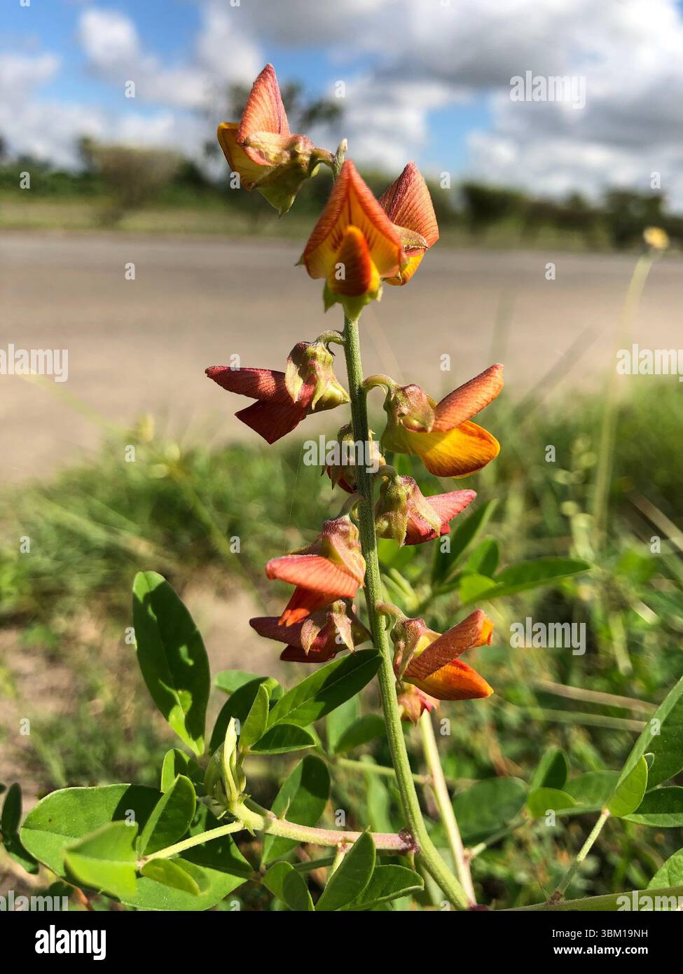 flowering plant, a legume, showcasing vibrant orange, red blooms clustered along a slender green stem. the flowers are bilaterally symmetrical plant - Smartphone Captured Stock Image