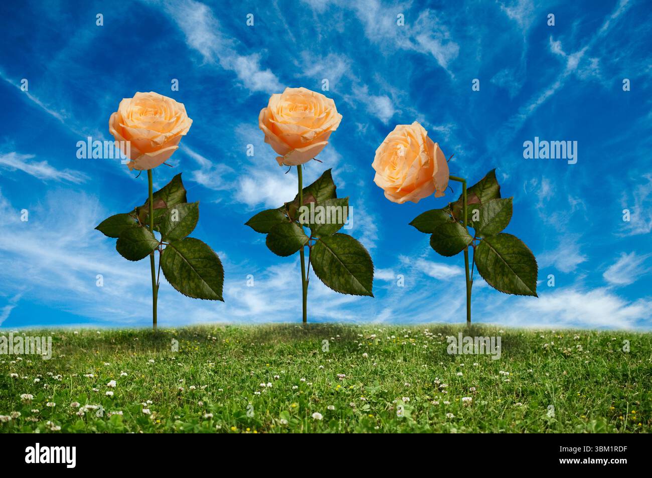 three roses one wilting Stock Photo