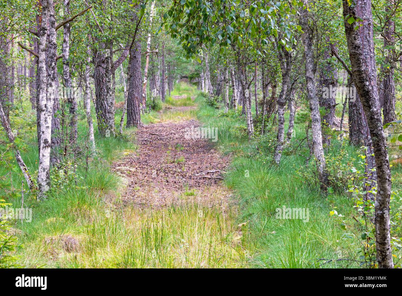 Path on a bog with birch trees in the summer Stock Photo