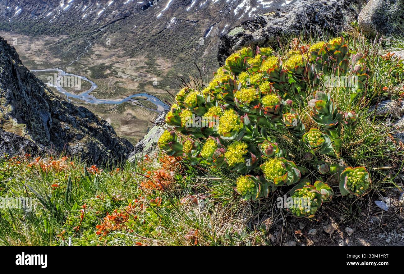 Norway sedum hi-res stock photography and images - Alamy