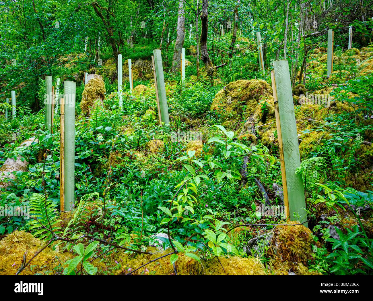 Replanting in plastic tree guards after the devastating effects of Ash ...