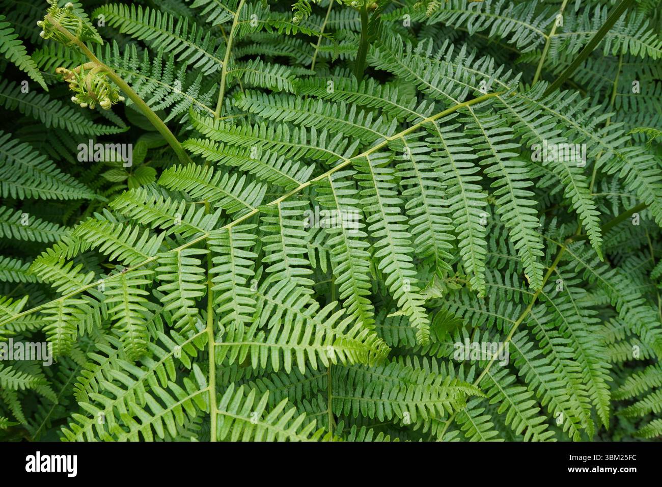 Lush backdrop of green leaves hi-res stock photography and images - Alamy