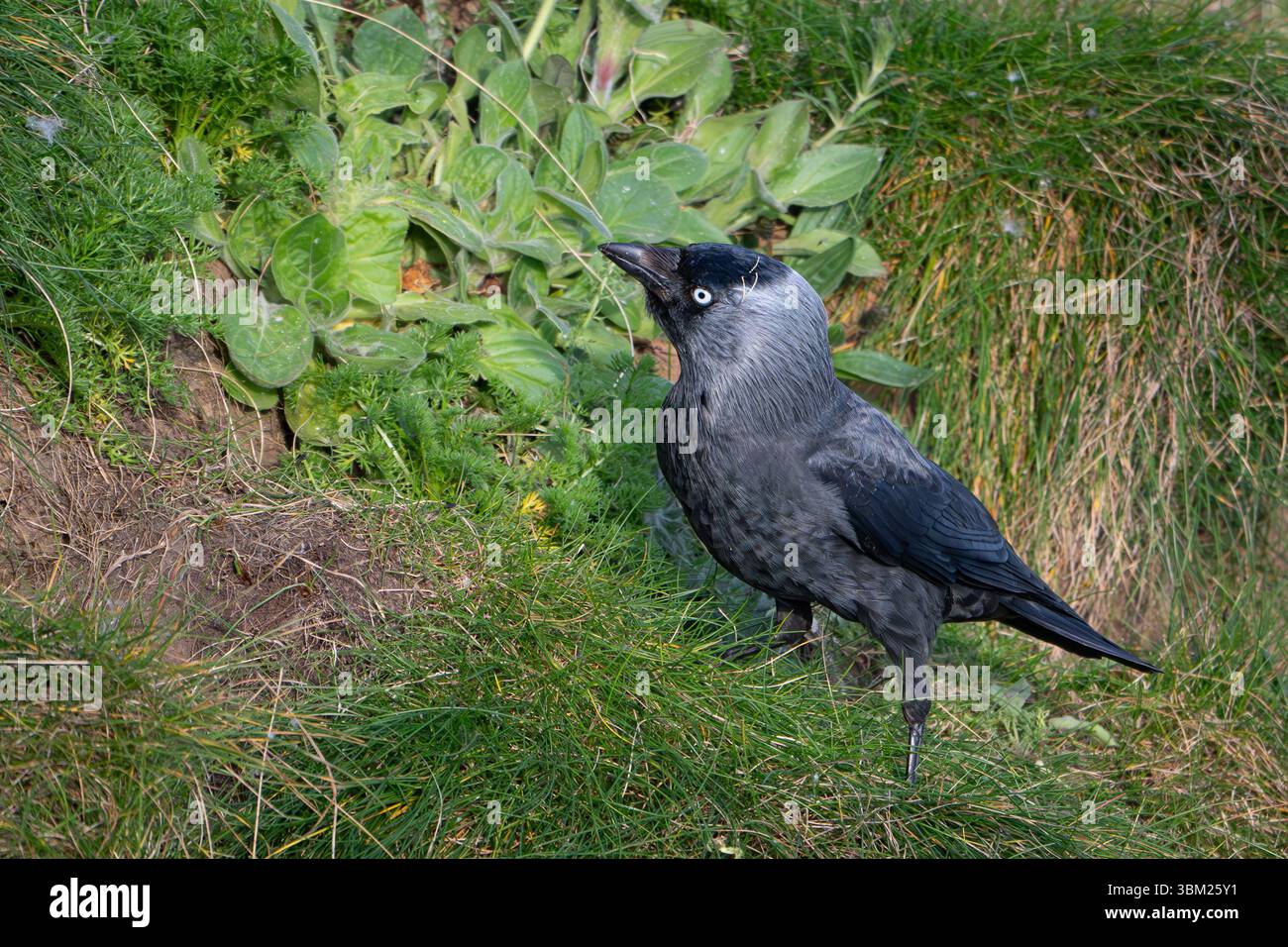 Jackdaw, Corvus monedula, On Cliff Grass Stock Photo