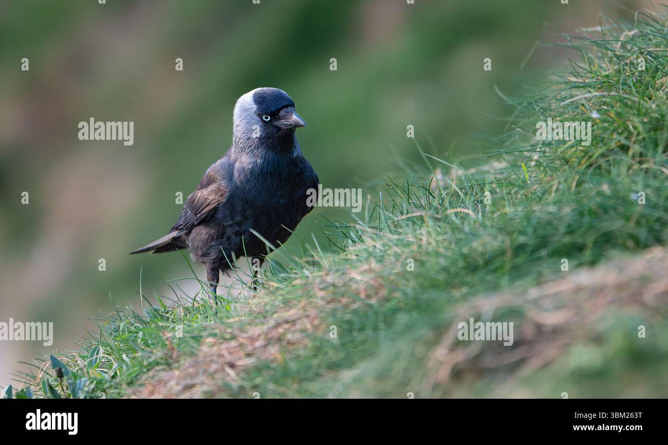 Jackdaw, Corvus monedula, On Cliff Grass Stock Photo
