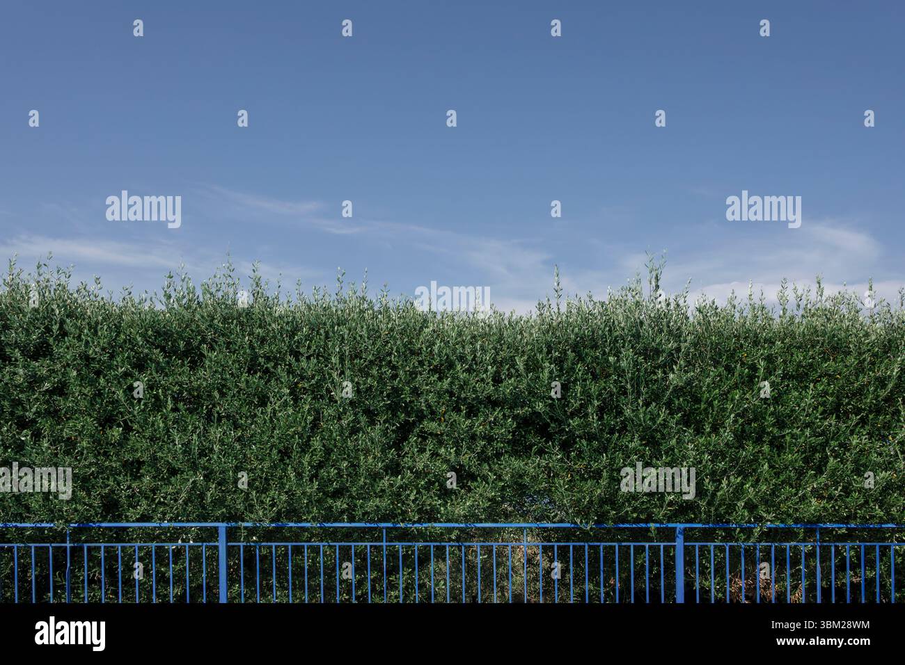A section of an olive tree hedge and blue metal fence below a lightly clouded pale blue sky, Kefalonia, Greece Stock Photo