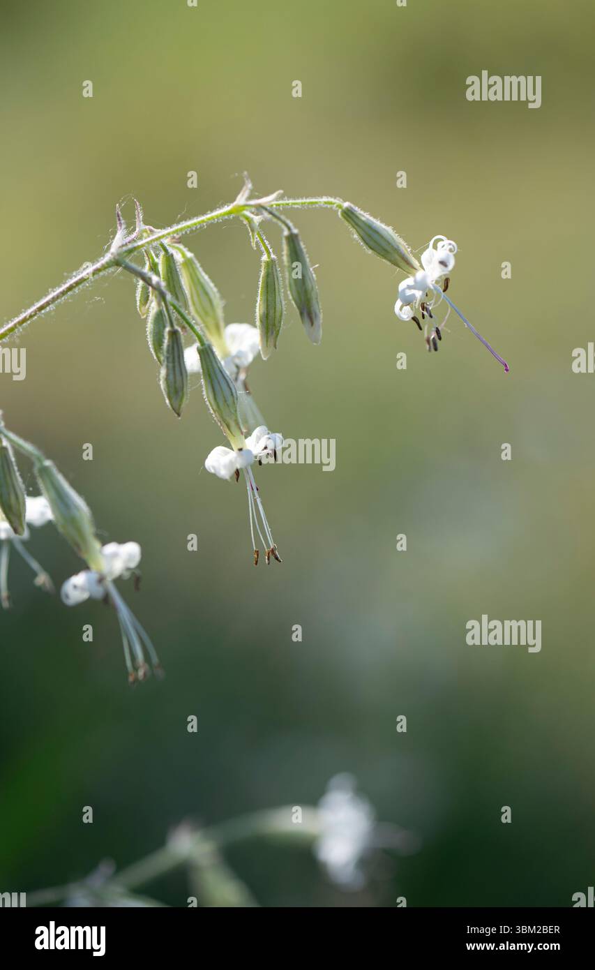 Nottingham Catchfly: Silene nutans. Estonia. Stock Photo