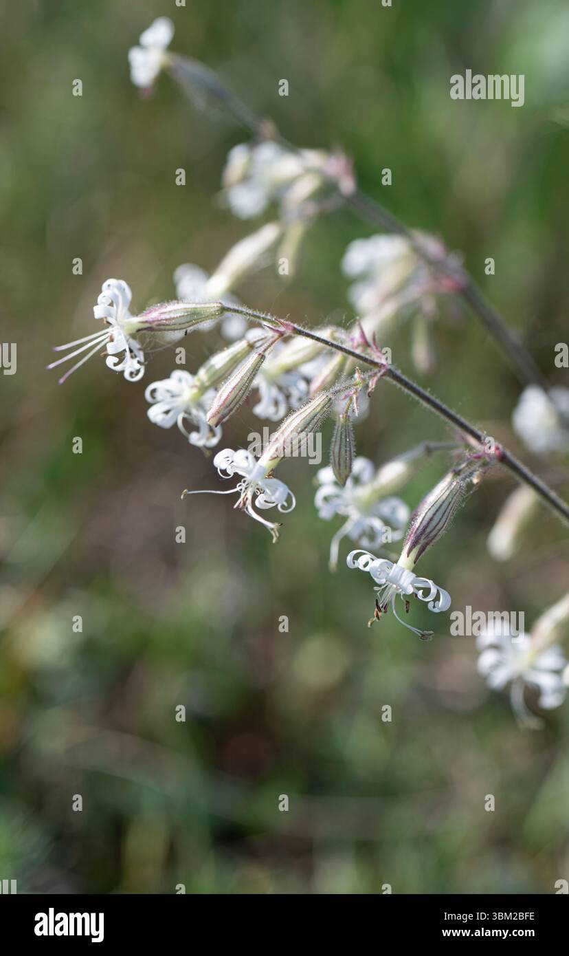 Nottingham Catchfly: Silene nutans. Estonia. Stock Photo