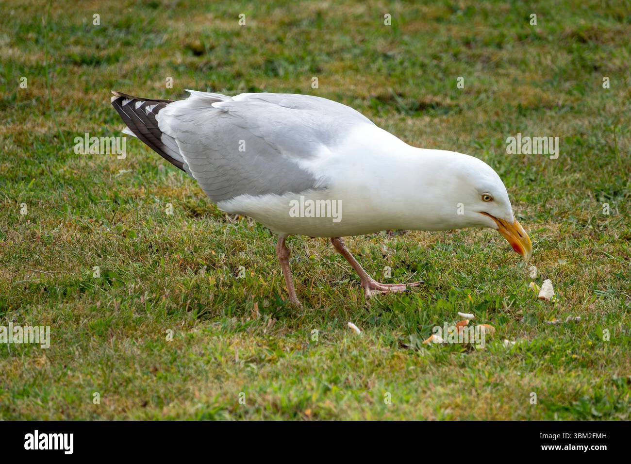 A single herring gull standing in profile pecking bread off grass Stock Photo