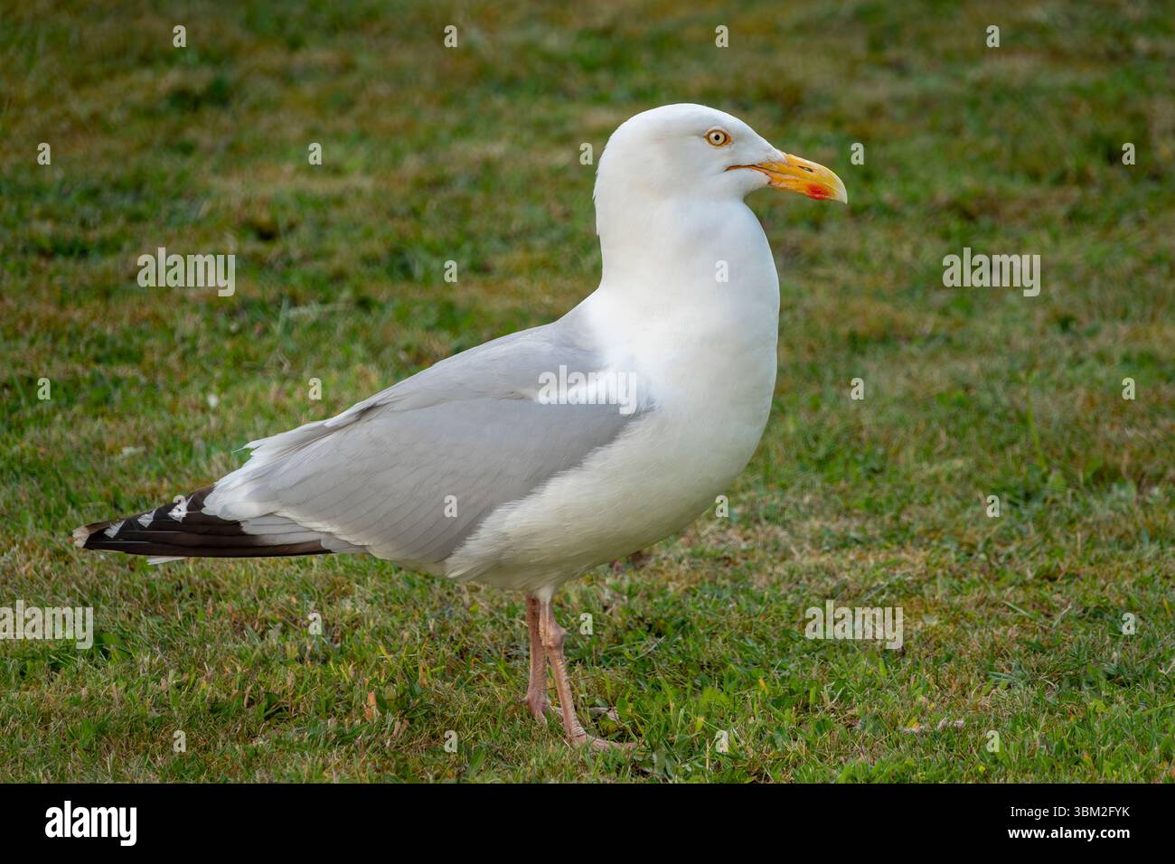 A single herring gull standing in profile on grass Stock Photo