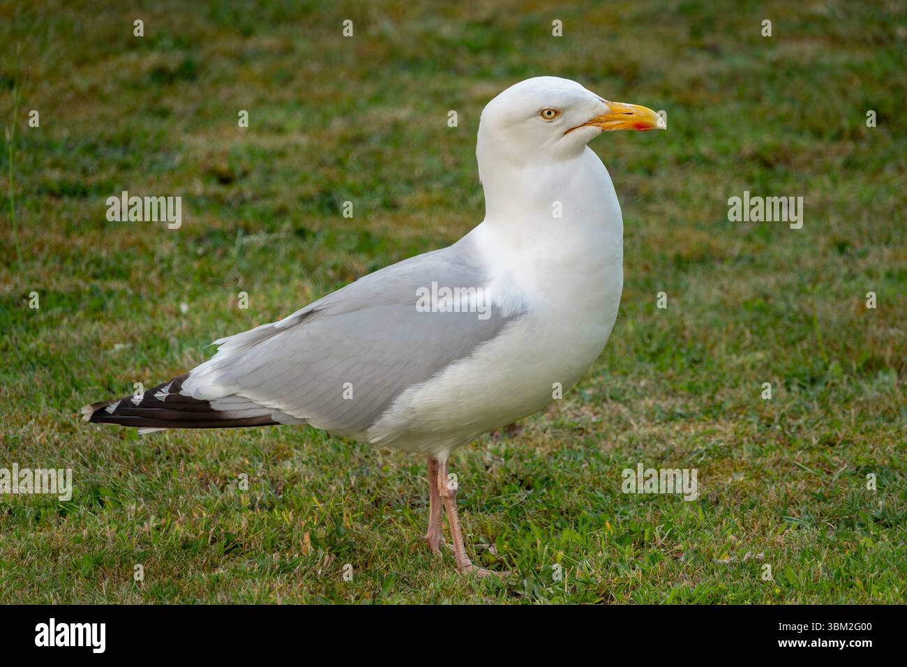 A single herring gull standing in profile on grass Stock Photo
