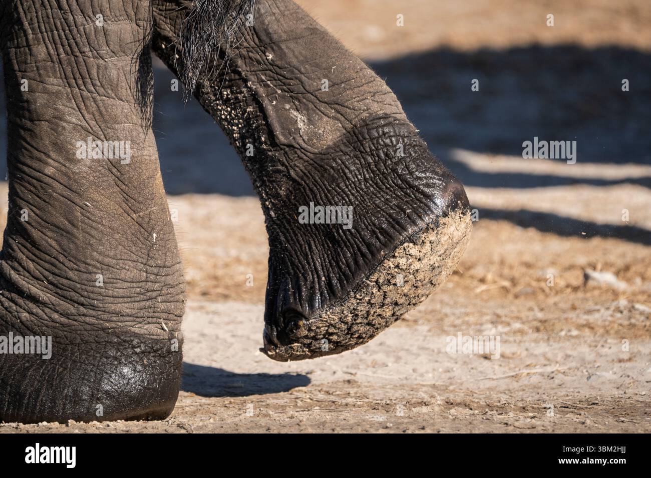 Close-up image of the back leg of an African elephant (Loxodonta africana), showing the sole of the foot with visible lines, wrinkles, textured skin. Stock Photo
