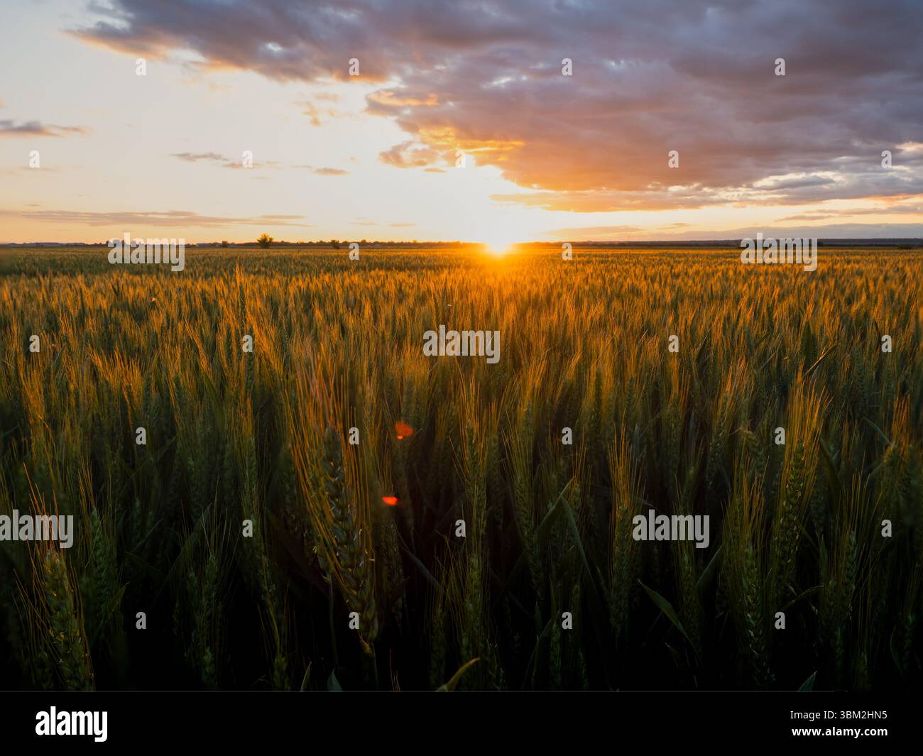 Golden Wheat Field at Sunset with Dramatic Sky and Sun Rays Creating ...