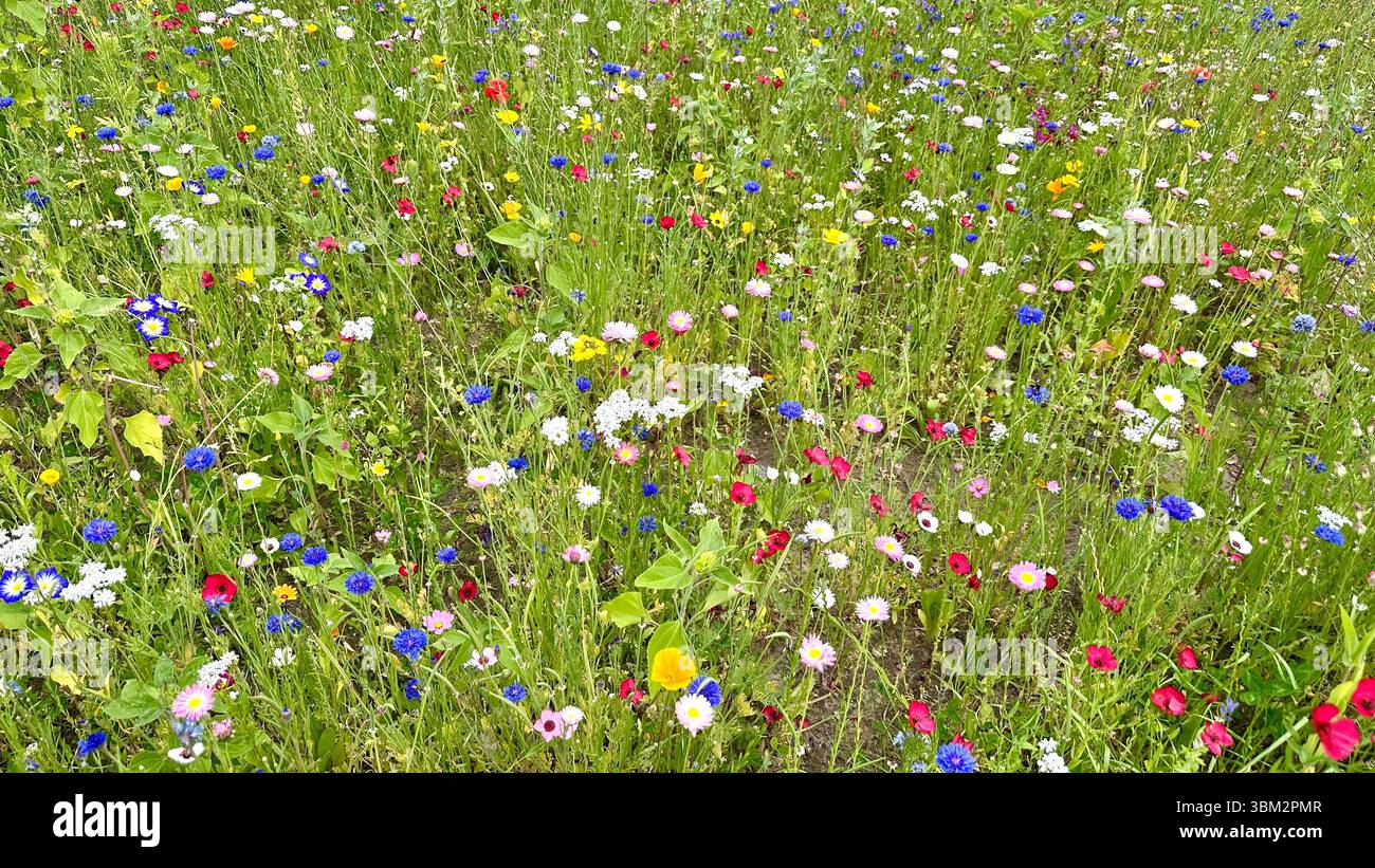 A field of different wild flowers - Smartphone Captured Stock Image