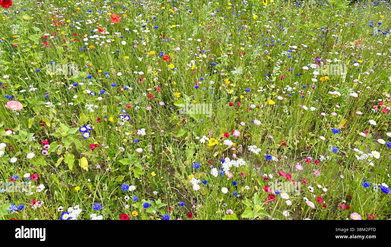 A field of different wild flowers - Smartphone Captured Stock Image