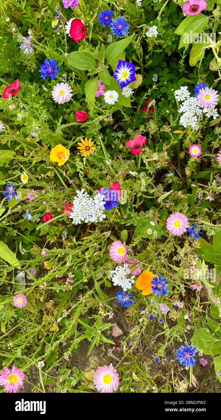 A field of different wild flowers - Smartphone Captured Stock Image