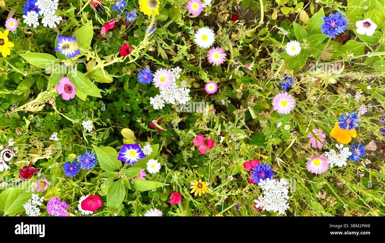A field of different wild flowers - Smartphone Captured Stock Image