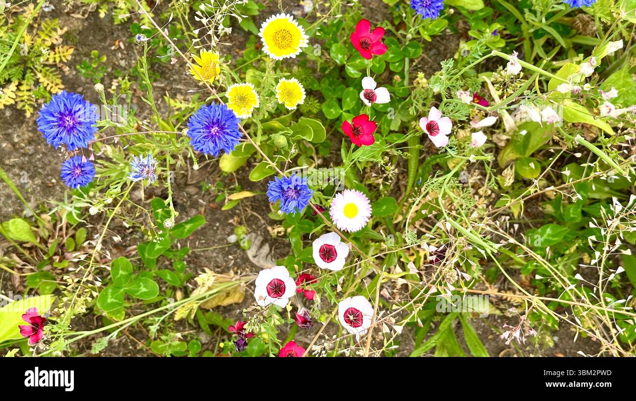 A field of different wild flowers - Smartphone Captured Stock Image