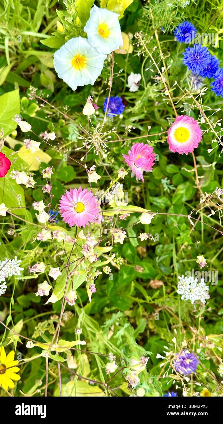A field of different wild flowers - Smartphone Captured Stock Image