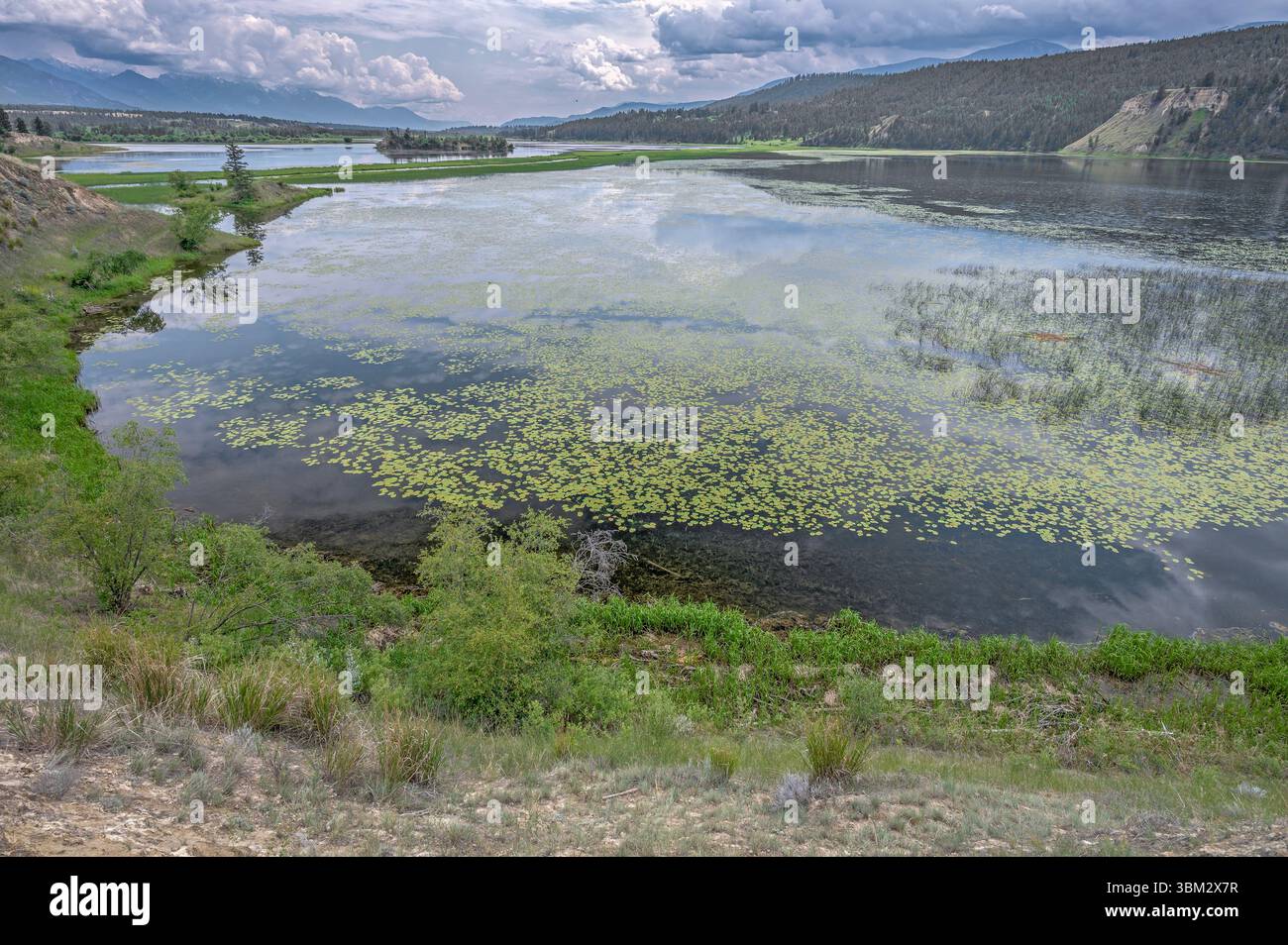 Wetlands on the Columbia River in the Columbia National Wildlife Area near Wilmer, British Columbia, Canada Stock Photo
