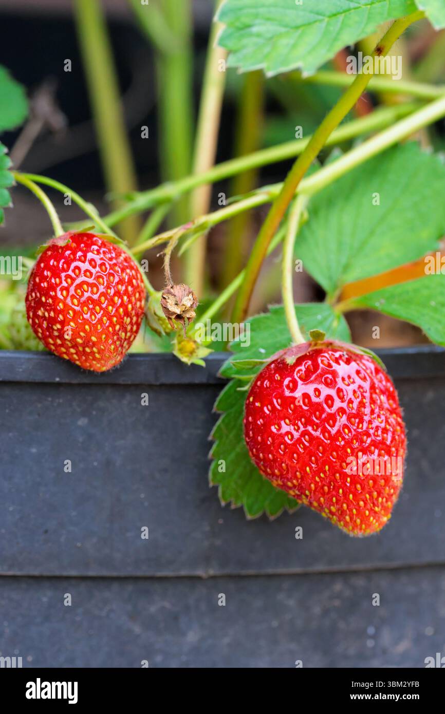 Strawberries growing in pot genus fragaria, ripe red skin embedded with  seeds on outside dangles on single stem leaves in threes with serrated  edges Stock Photo - Alamy