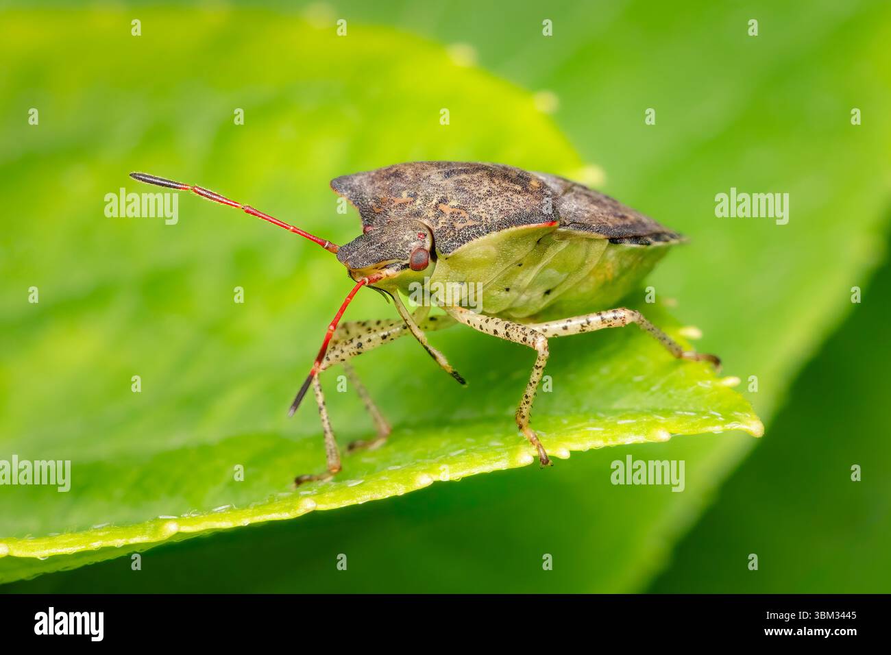Rostum Insect Stink bug rostrum hi-res stock photography and images - Alamy