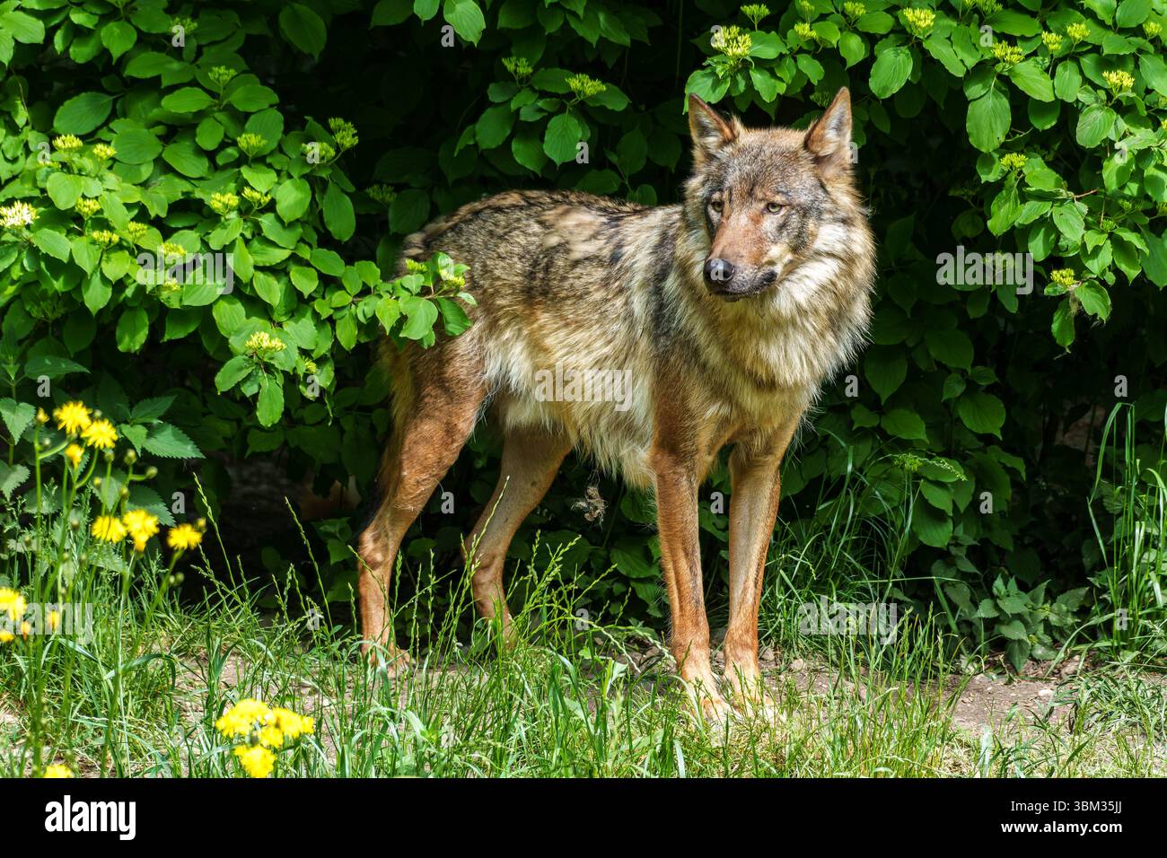 The wolf, Canis lupus, also known as the grey wolf or timber wolf is a ...