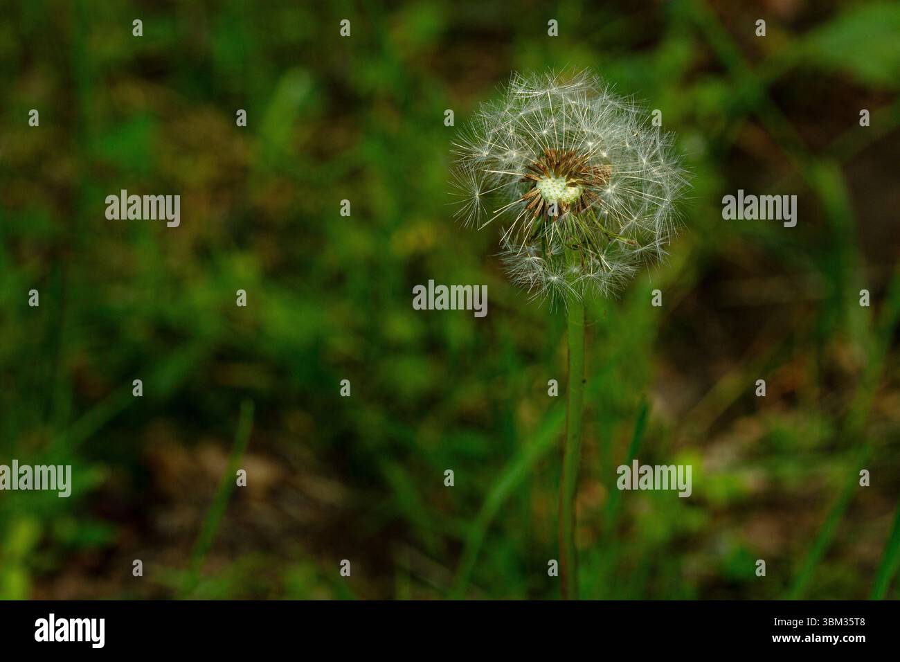 Dandelion seed head in a meadow,Quebec,Canada Stock Photo