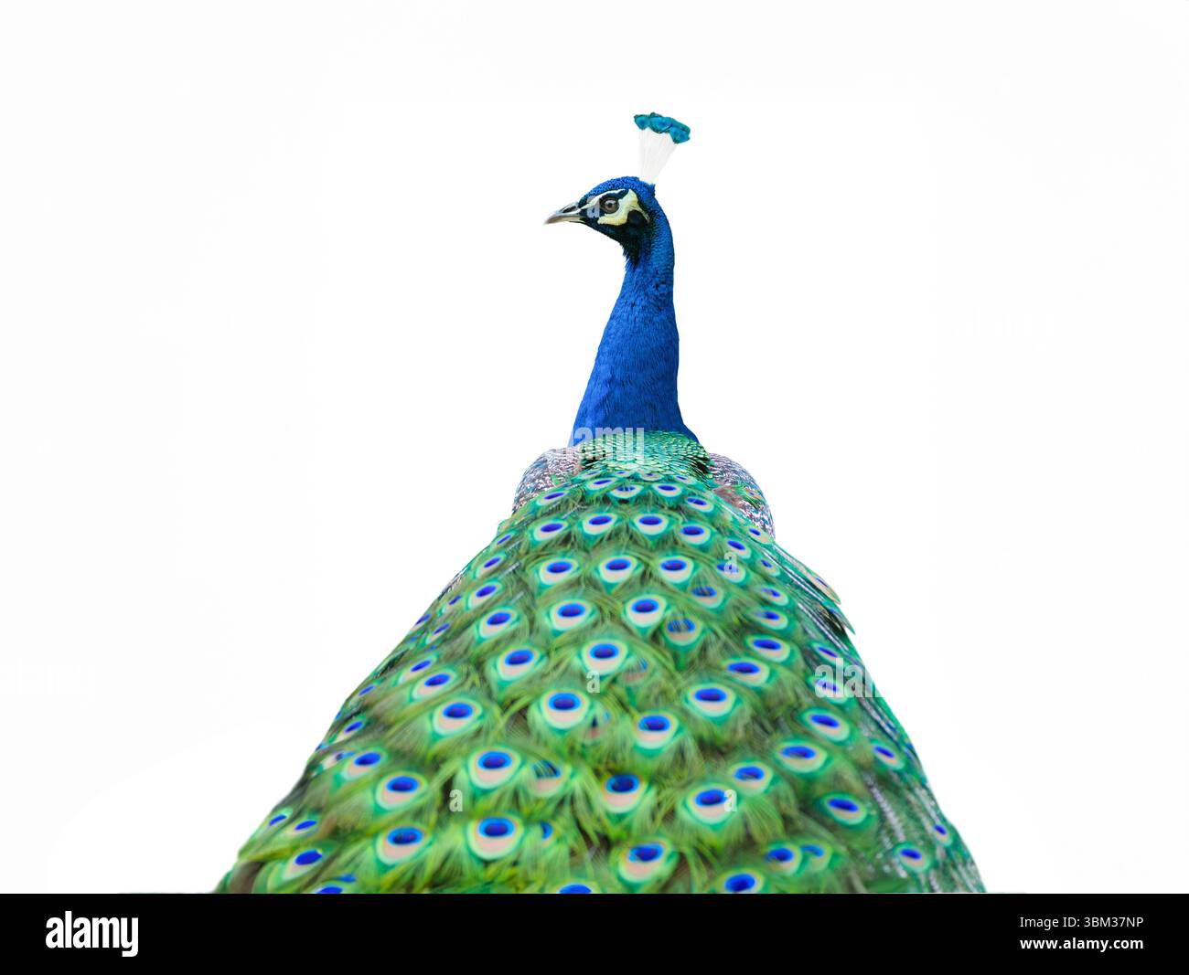 peacock isolated on white background Stock Photo