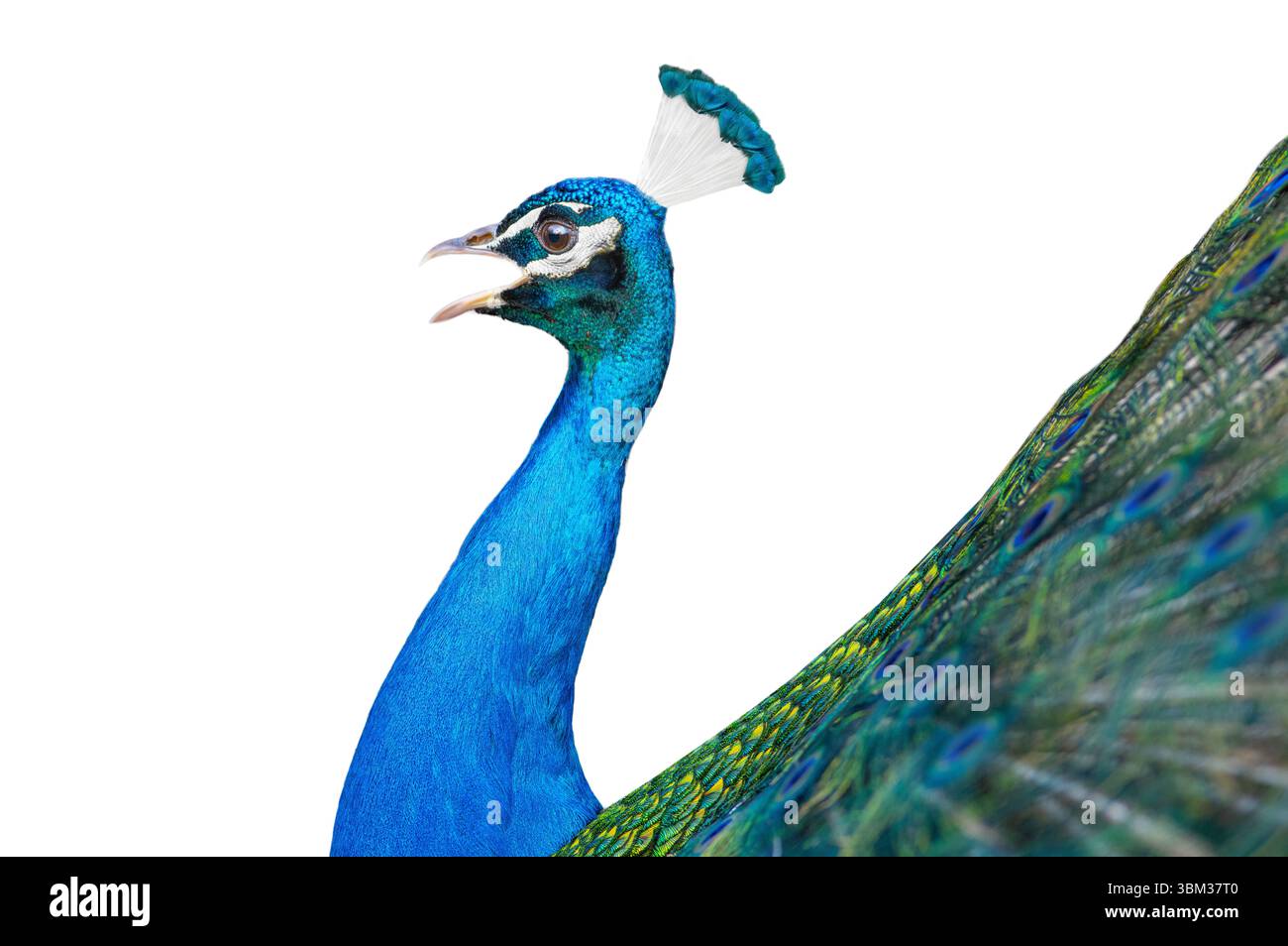 peacock isolated on white background Stock Photo