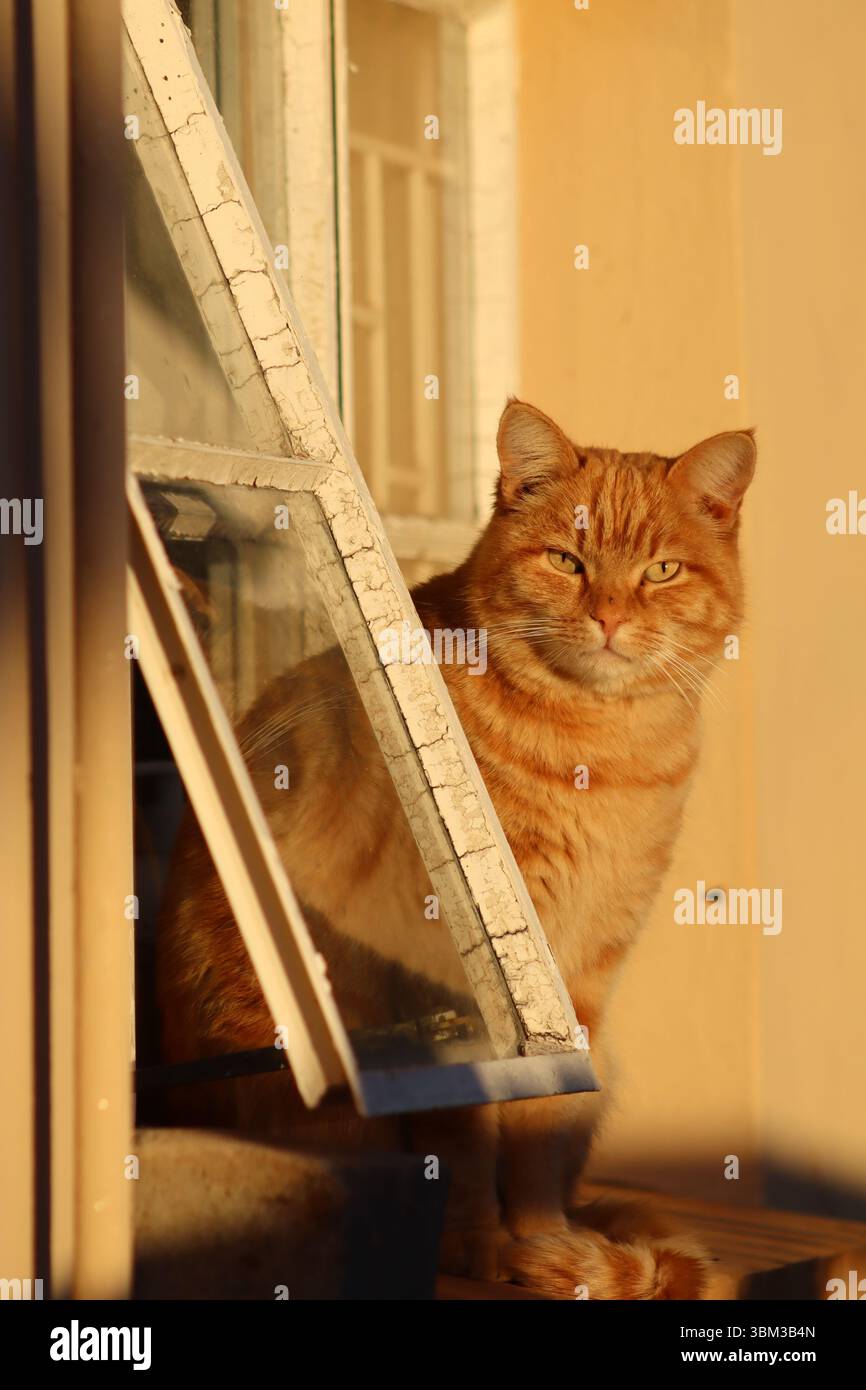 Ginger tabby cat sitting by an open vintage window in soft golden hour light. Warm tones and relaxed pose in rural South Africa. Stock Photo