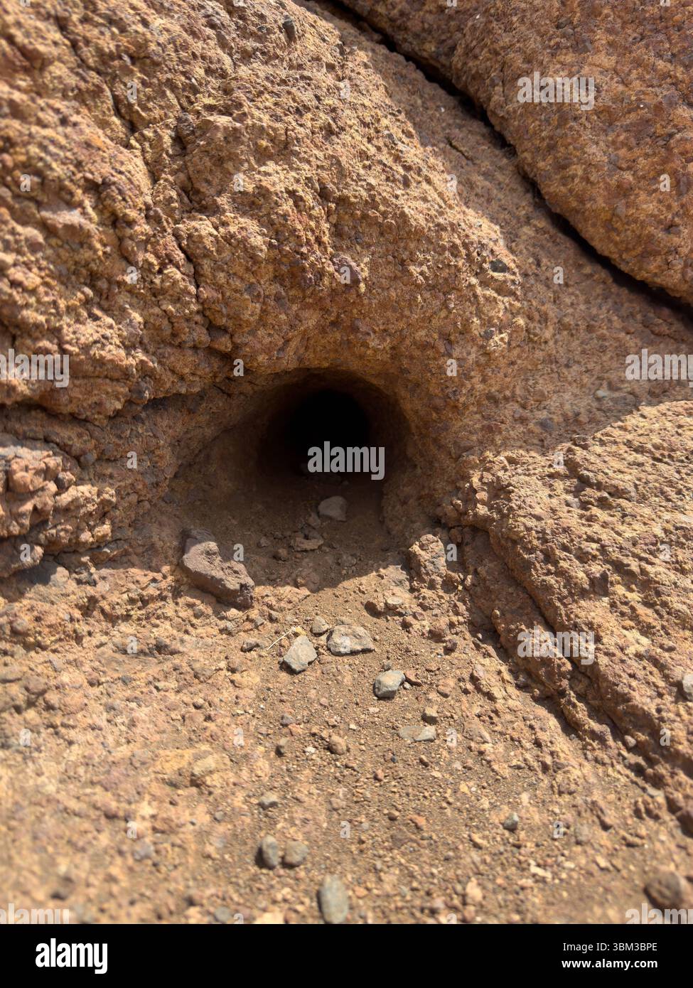 Lizard burrow in rocky volcanic soil on coast of Madeira Island, Portugal. - Smartphone Captured Stock Image
