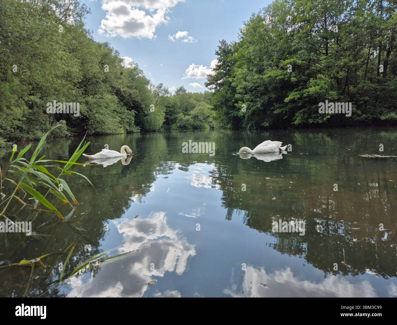 Swans on the lake on a summers day - Smartphone Captured Stock Image