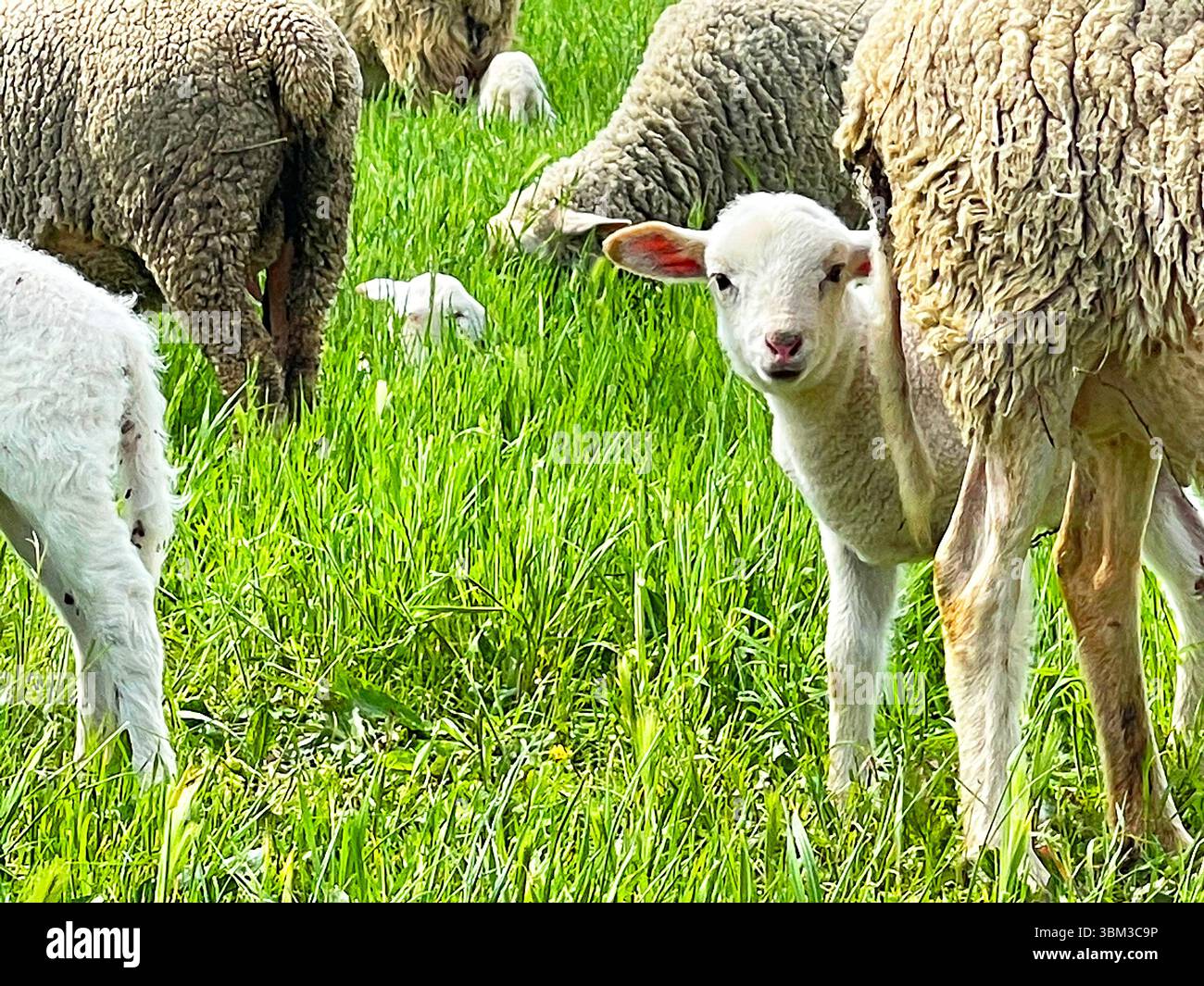 Lamb and sheep. - Smartphone Captured Stock Image