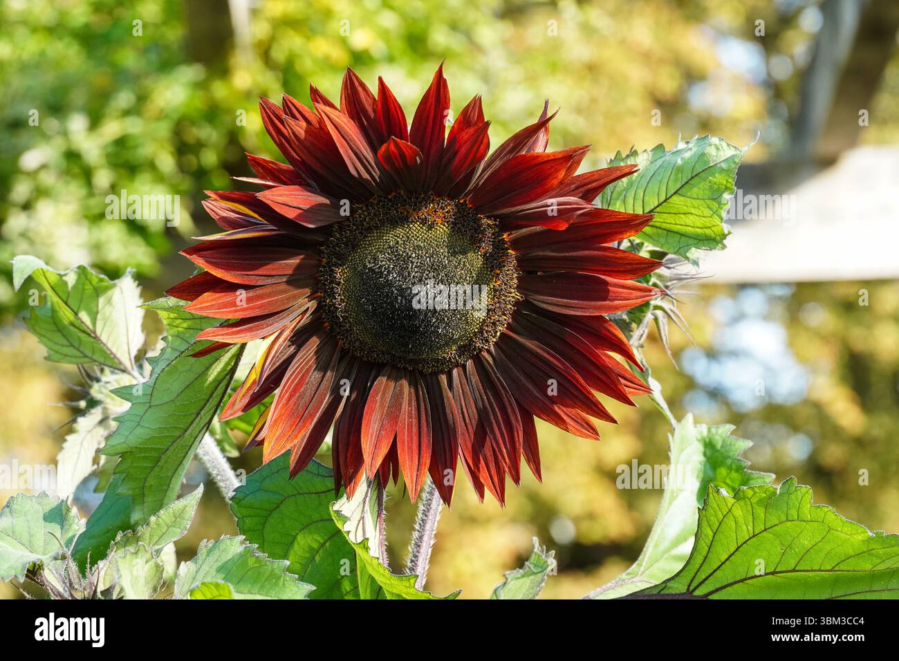 Close up of a red sunflower Stock Photo
