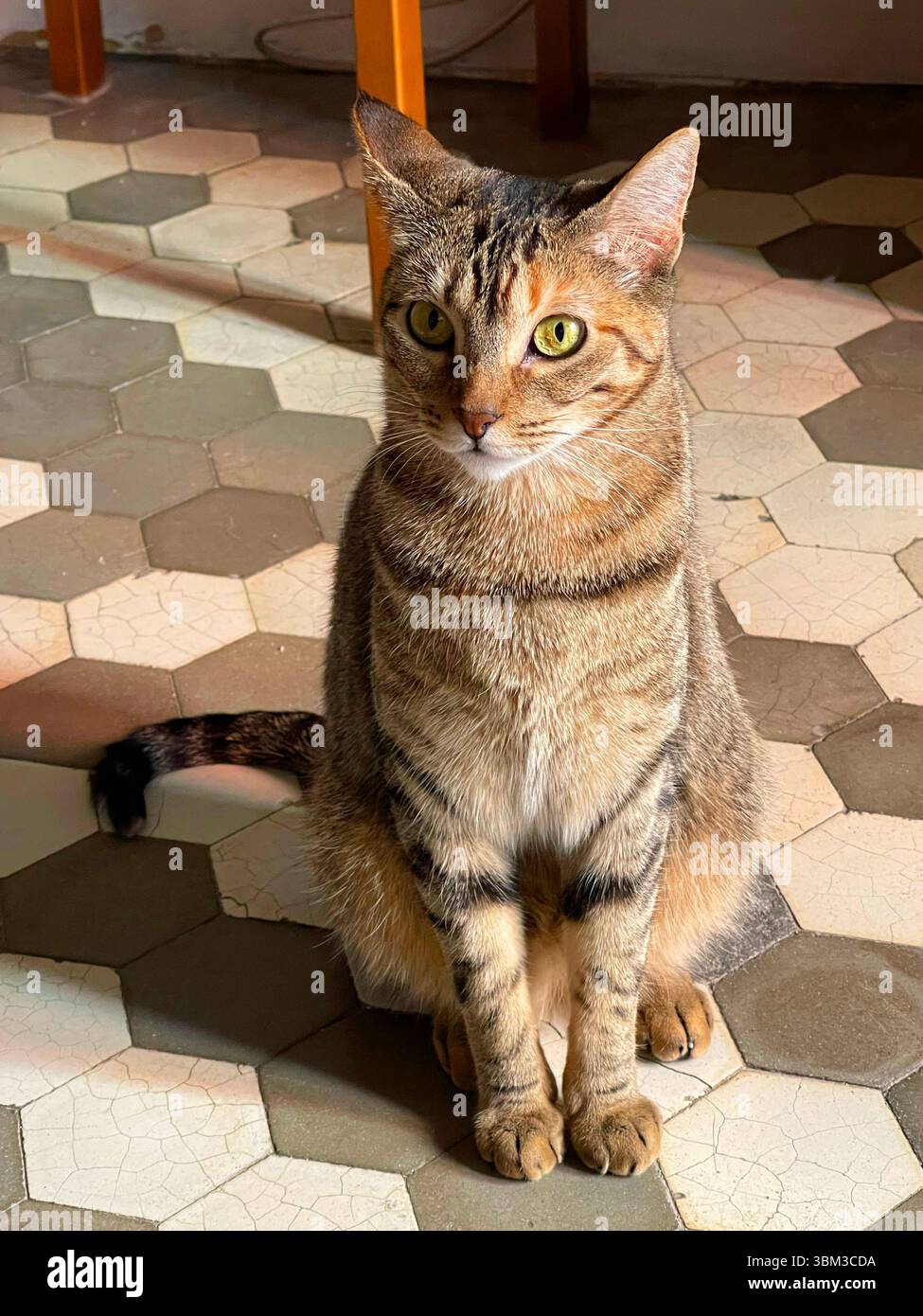 Tabby cat sitting. - Smartphone Captured Stock Image