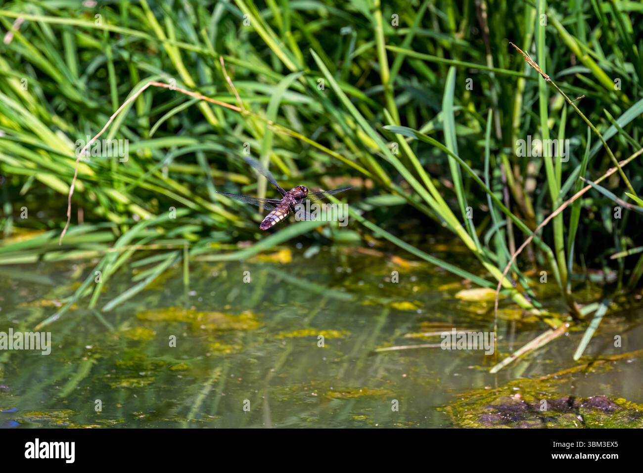 A female broad-bodied Chaser dragonfly (Libellula depressa) in flight over a pond at Heather Farm Wetland, Horsell Common, Woking, Surrey in summer Stock Photo