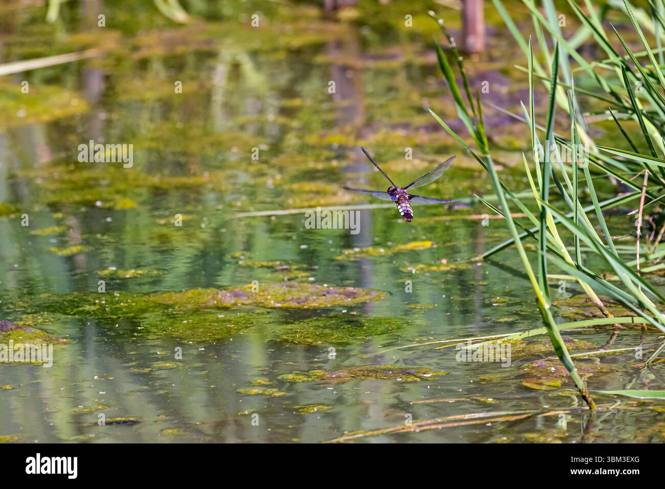 A female broad-bodied Chaser dragonfly (Libellula depressa) in flight over a pond at Heather Farm Wetland, Horsell Common, Woking, Surrey in summer Stock Photo