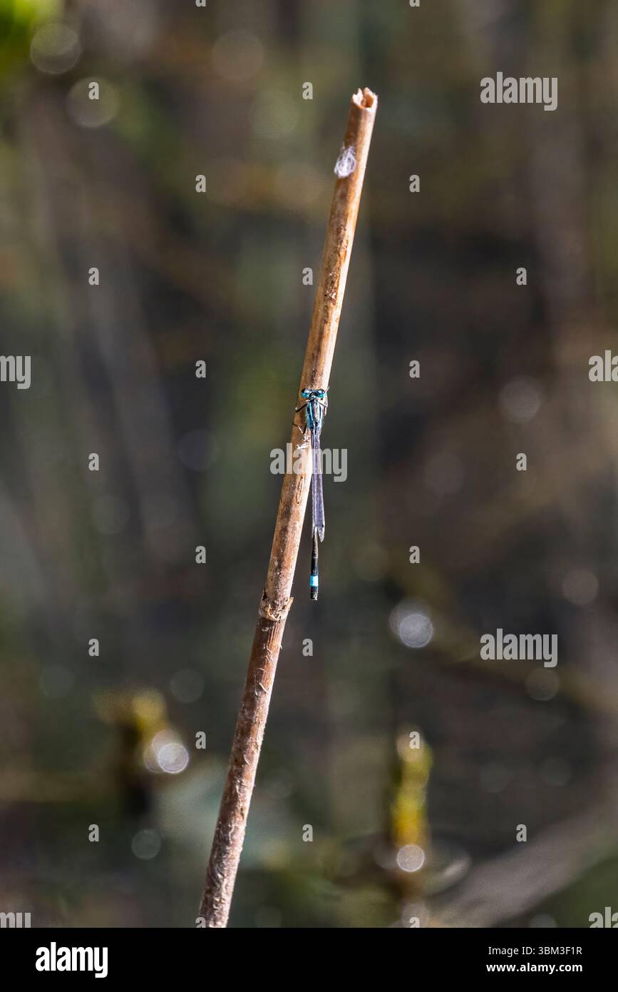 A Blue-tailed Damselfly, Ischnura elegans, at rest on a reed stem at Heather Farm Wetland, Horsell Common, Woking, Surrey in summer Stock Photo