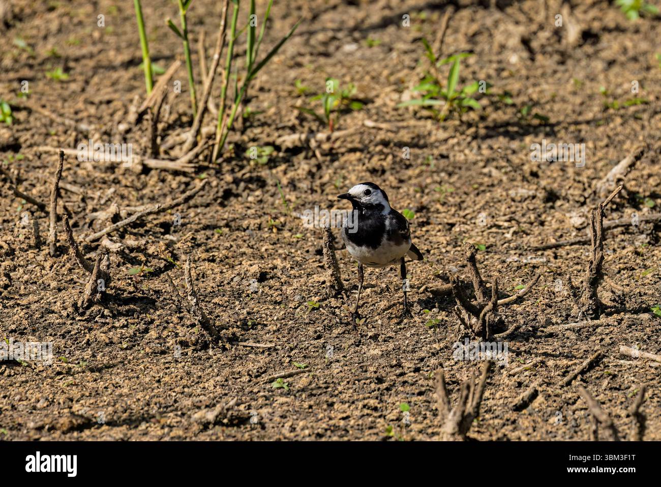 A British Pied Wagtail, Motacilla alba yarrellii, on the ground at Heather Farm Wetland, Horsell Common, Woking, Surrey in summer Stock Photo