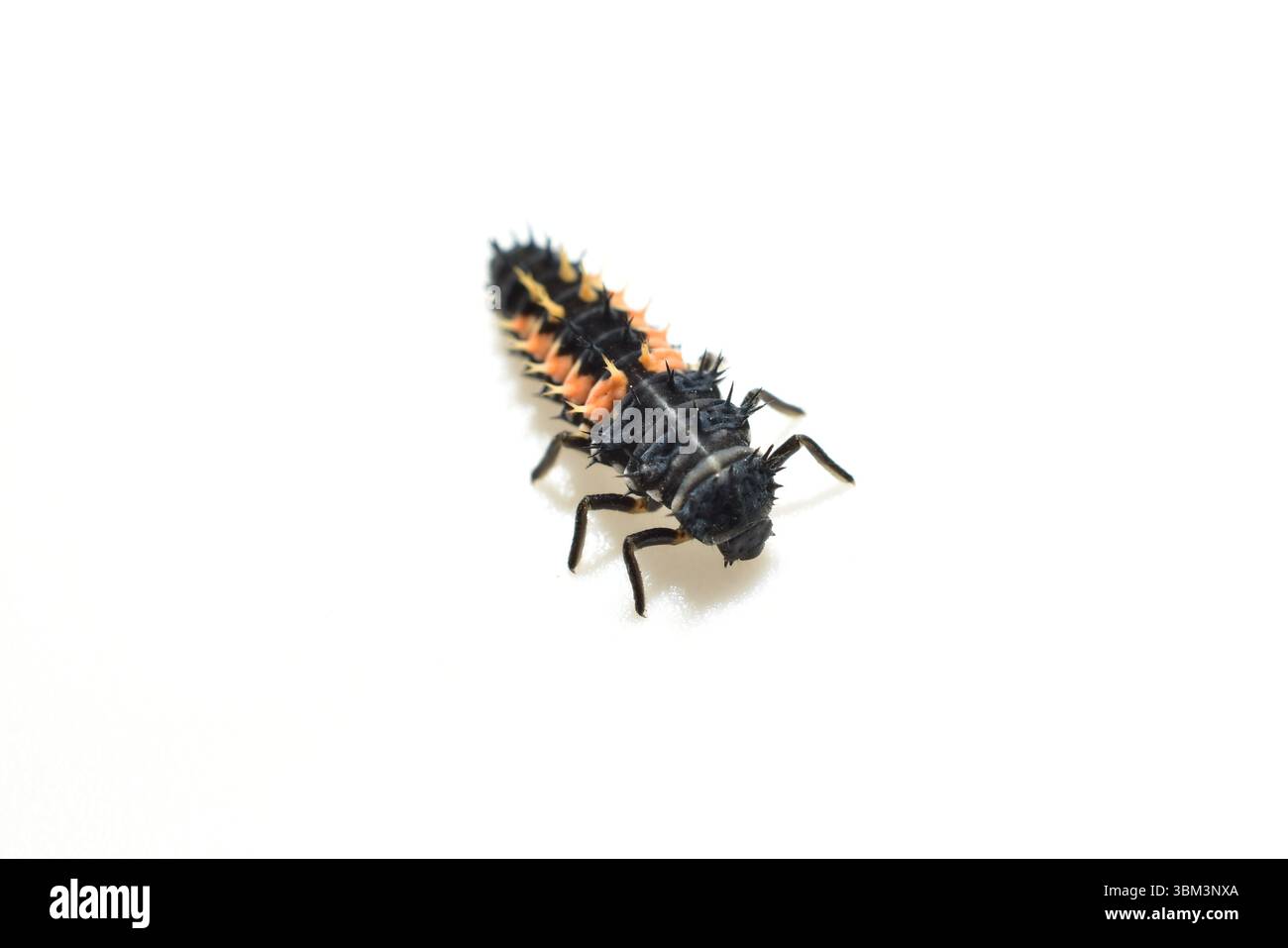 Ladybug larva, or coccinellids - a family of beetles on a white background. Stock Photo