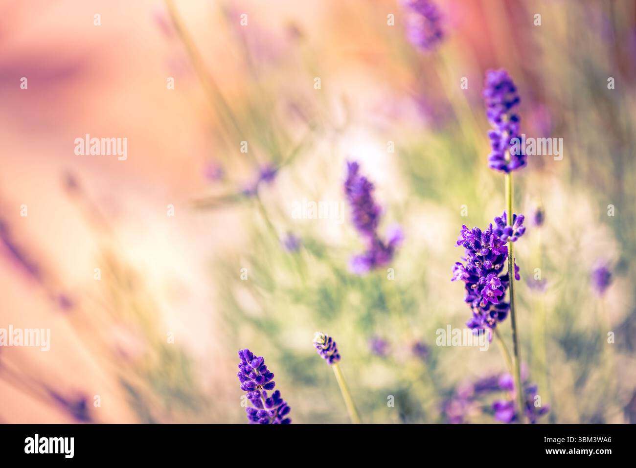 Soft focus lavender hi-res stock photography and images - Alamy