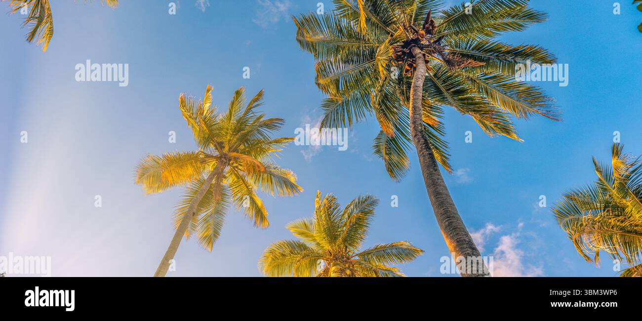 Gorgeous nature palm trees sunshine blue sky looking up natural ...