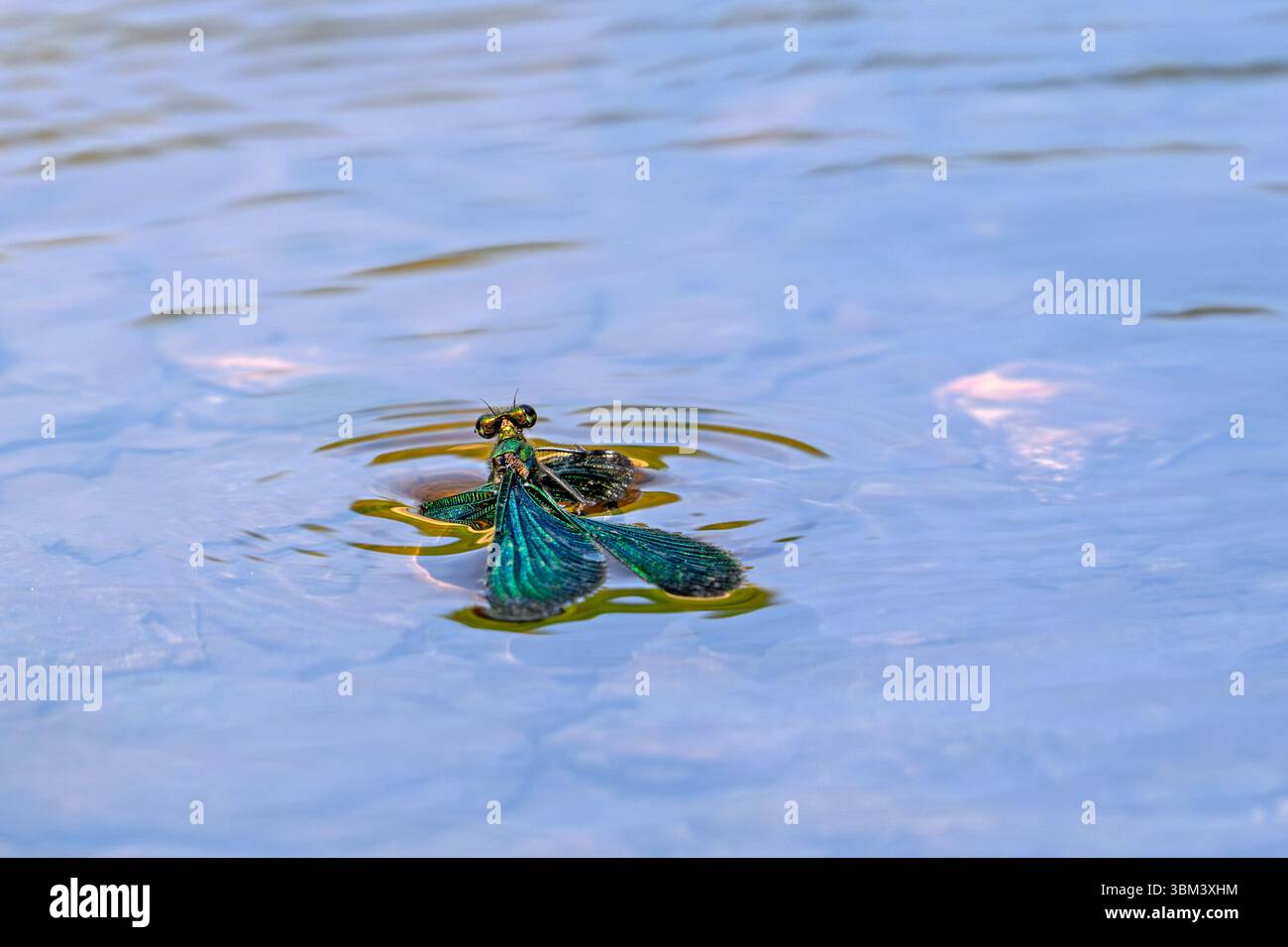 Beautiful demoiselle (Calopteryx virgo) male damselfly drowning in stream because surface tension holds its wings in the water Stock Photo